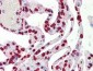 Anti-Histone H3 (Rabbit) Antibody